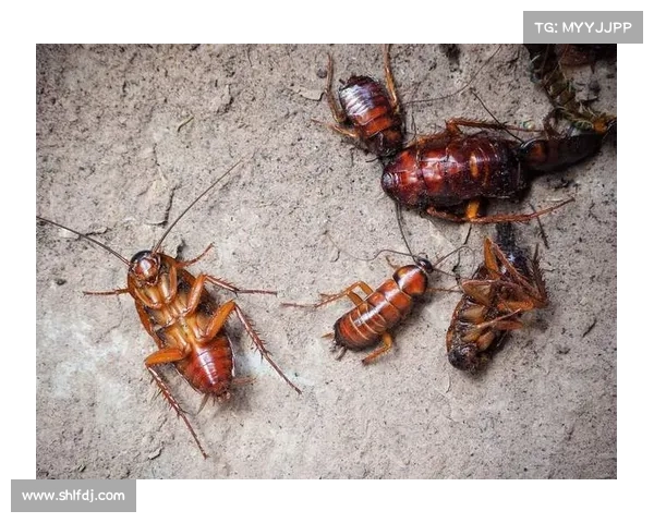 蟑螂入侵别担心,教你用厨房常备材料快速解决问题(蟑螂怎么进入厨房) 蟑螂入侵别担心,教你用厨房常备材料快速解决问题(蟑螂怎么进入厨房)